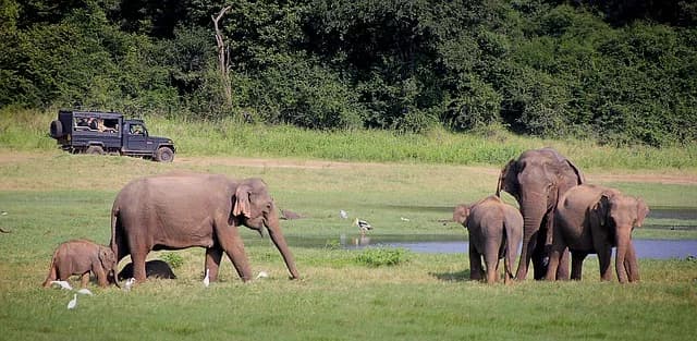 Sri Lanka Wildlife Tour: The Complete Guide